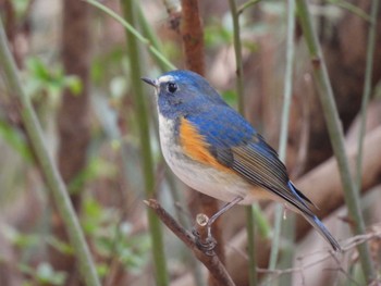 Red-flanked Bluetail 浅間山公園(府中市) Sun, 3/7/2021