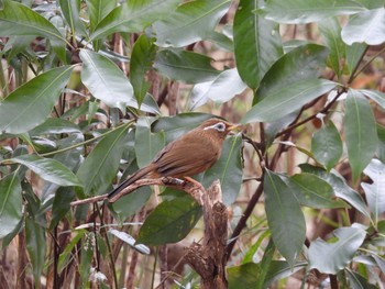 Sun, 3/7/2021 Birding report at 浅間山公園(府中市)