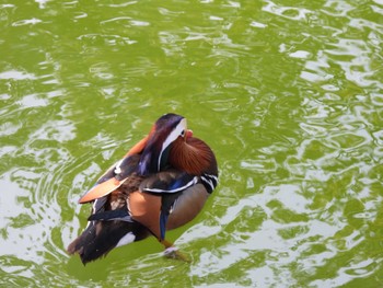 Mon, 3/1/2021 Birding report at Machida Yakushiike Park