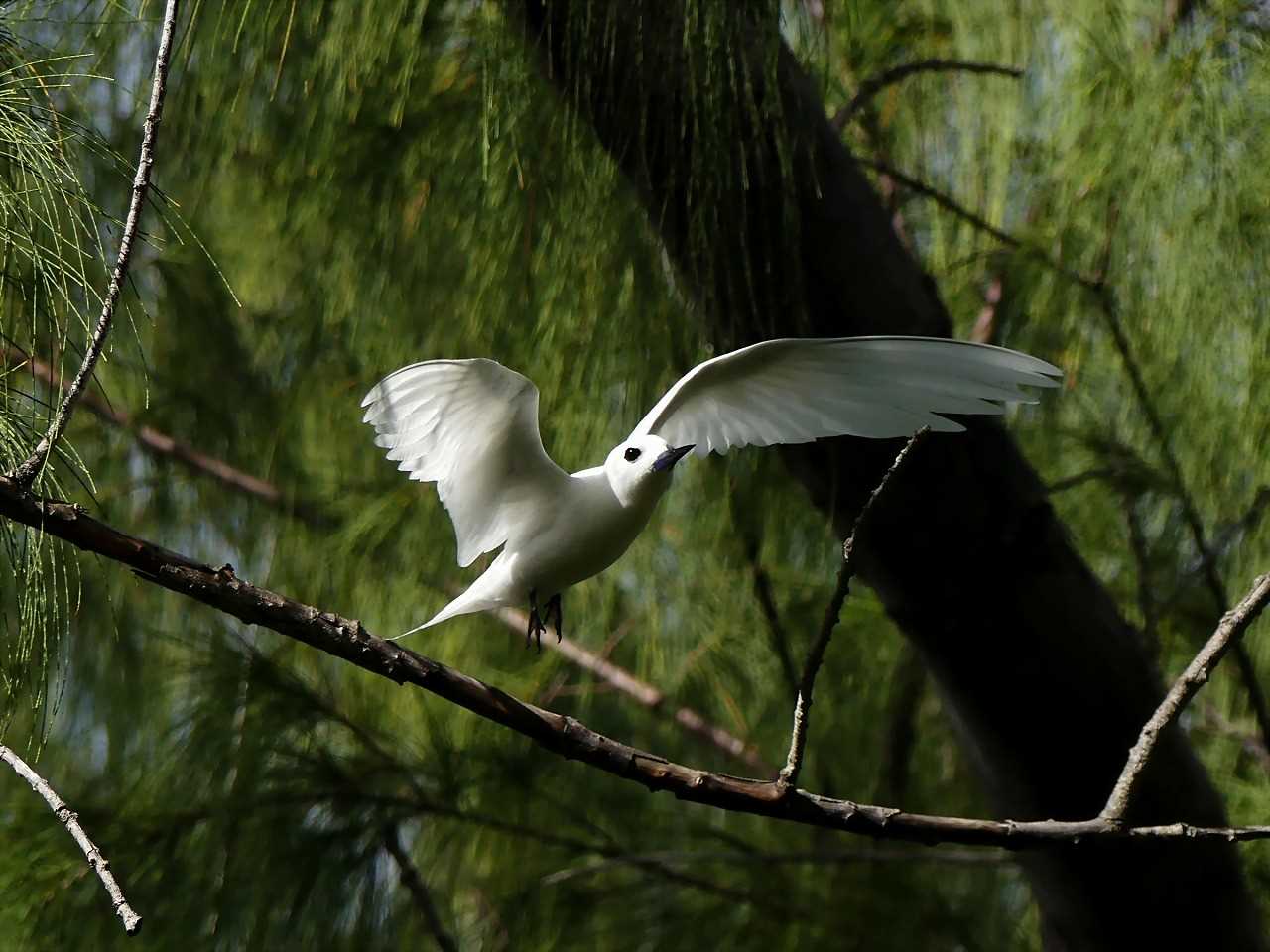 Photo of White Tern at ランギロア(タヒチ) by とみやん