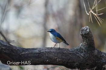 Red-flanked Bluetail 東京都多摩地域 Fri, 12/25/2020