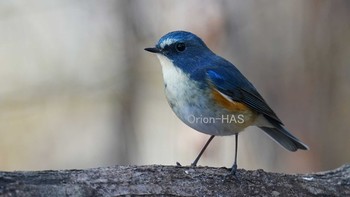 Red-flanked Bluetail 東京都多摩地域 Fri, 12/25/2020