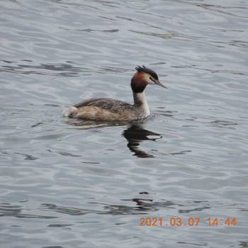 Great Crested Grebe 豊洲 Sun, 3/7/2021