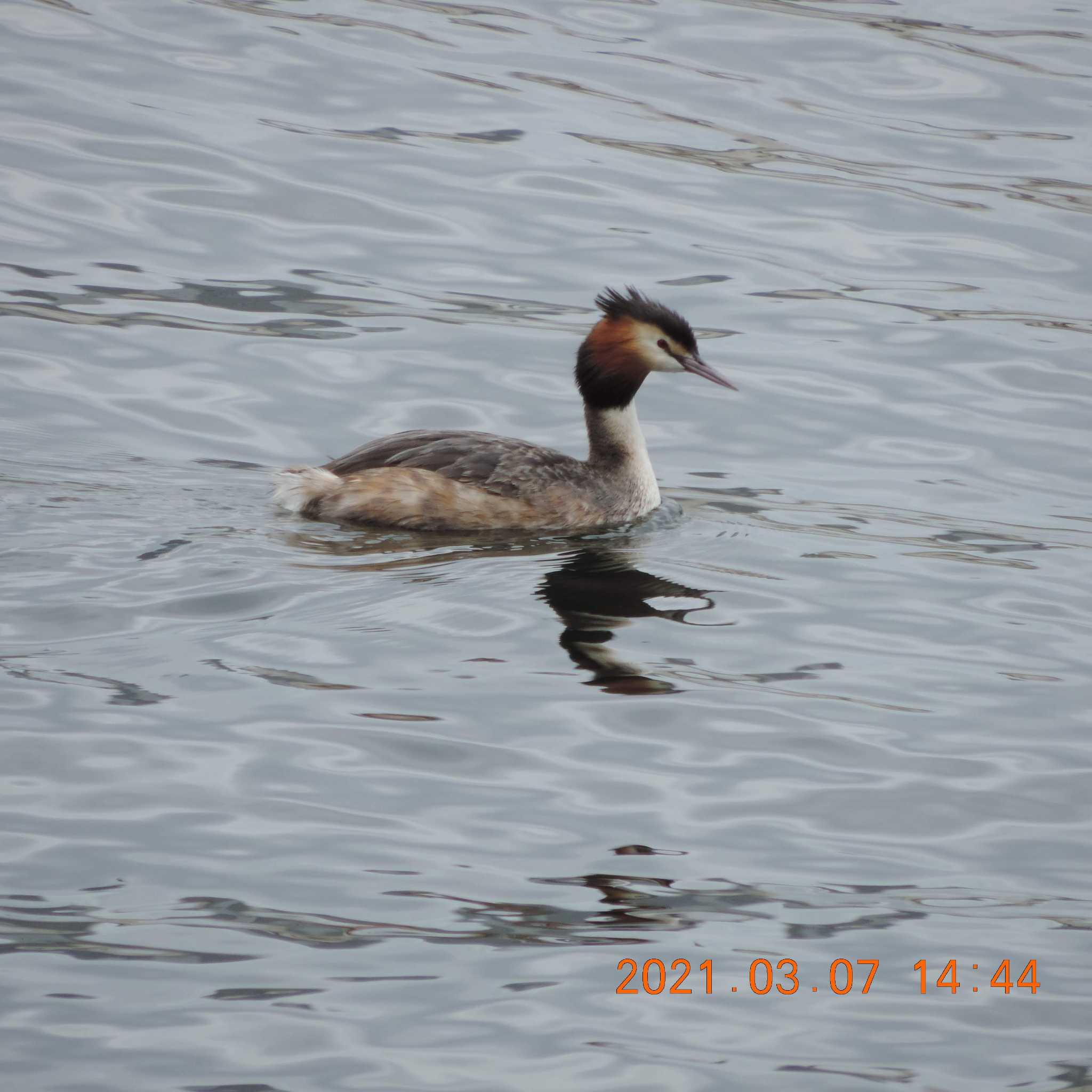 Photo of Great Crested Grebe at 豊洲 by K2Uchihira