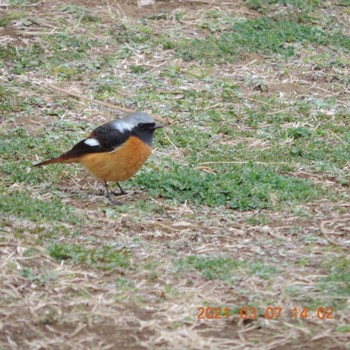 Daurian Redstart 豊洲 Sun, 3/7/2021