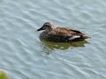 カルガモ 赤田池公園 2021年2月21日(日)