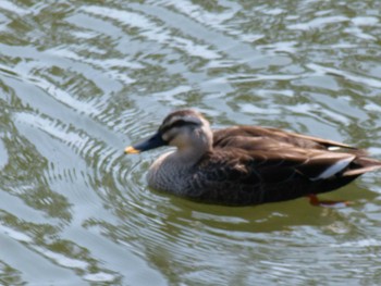 カルガモ 赤田池公園 2021年2月21日(日)