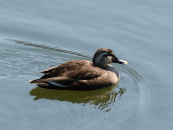 カルガモ 赤田池公園 2021年2月21日(日)