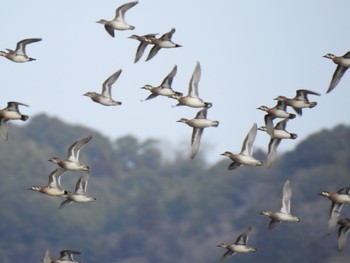 2021年3月7日(日) 印旛沼の野鳥観察記録