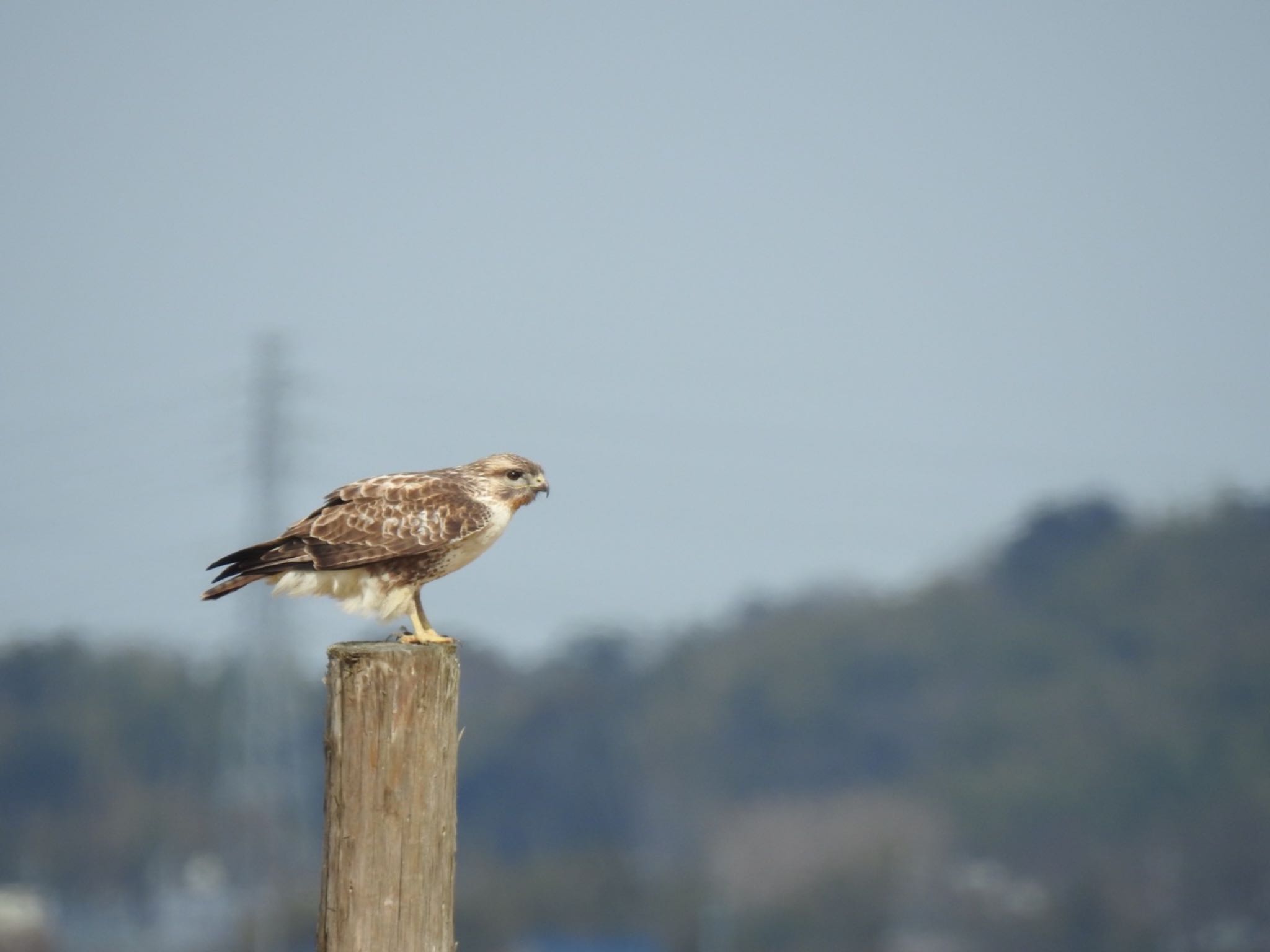 Eastern Buzzard