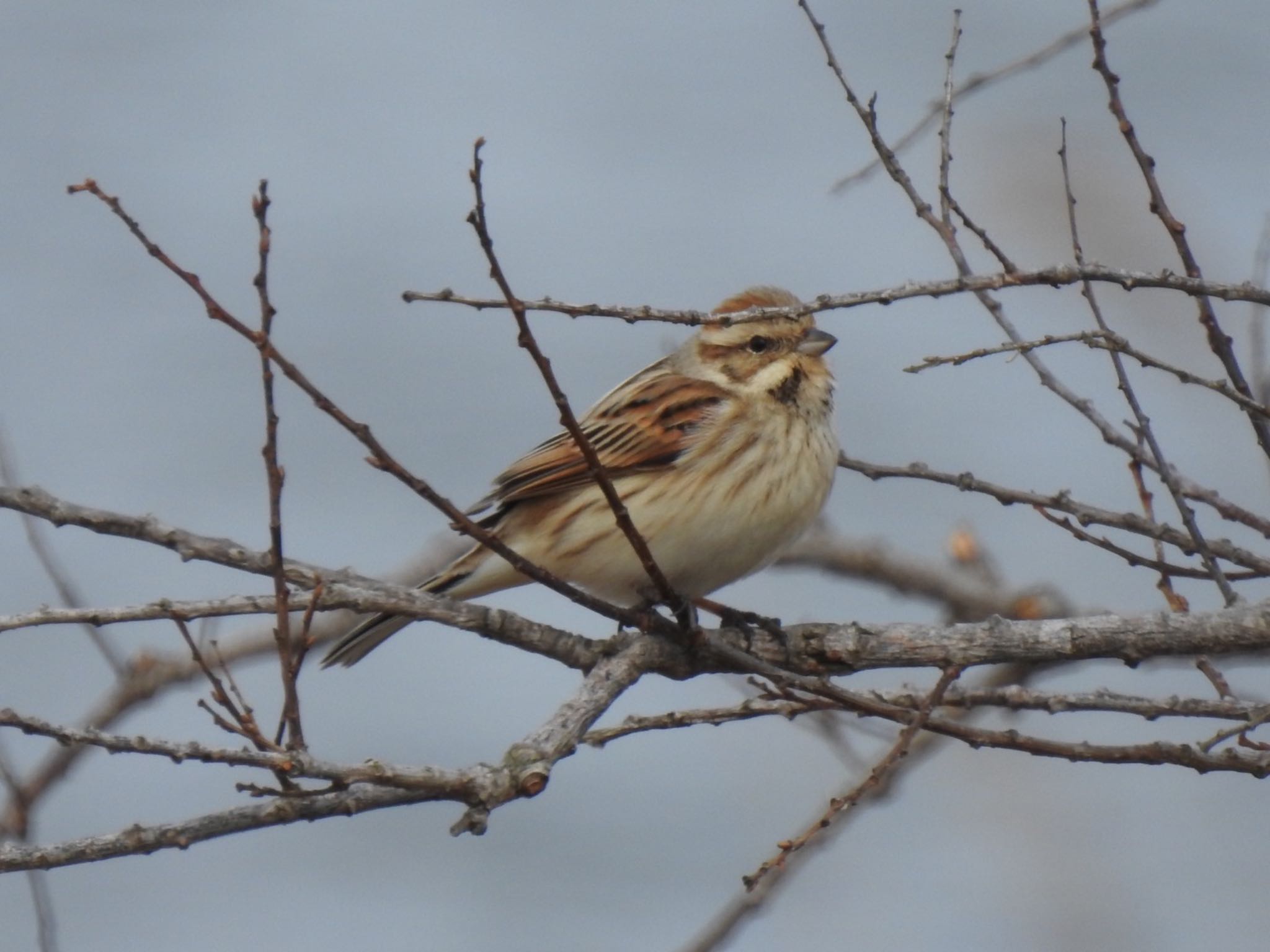 Common Reed Bunting