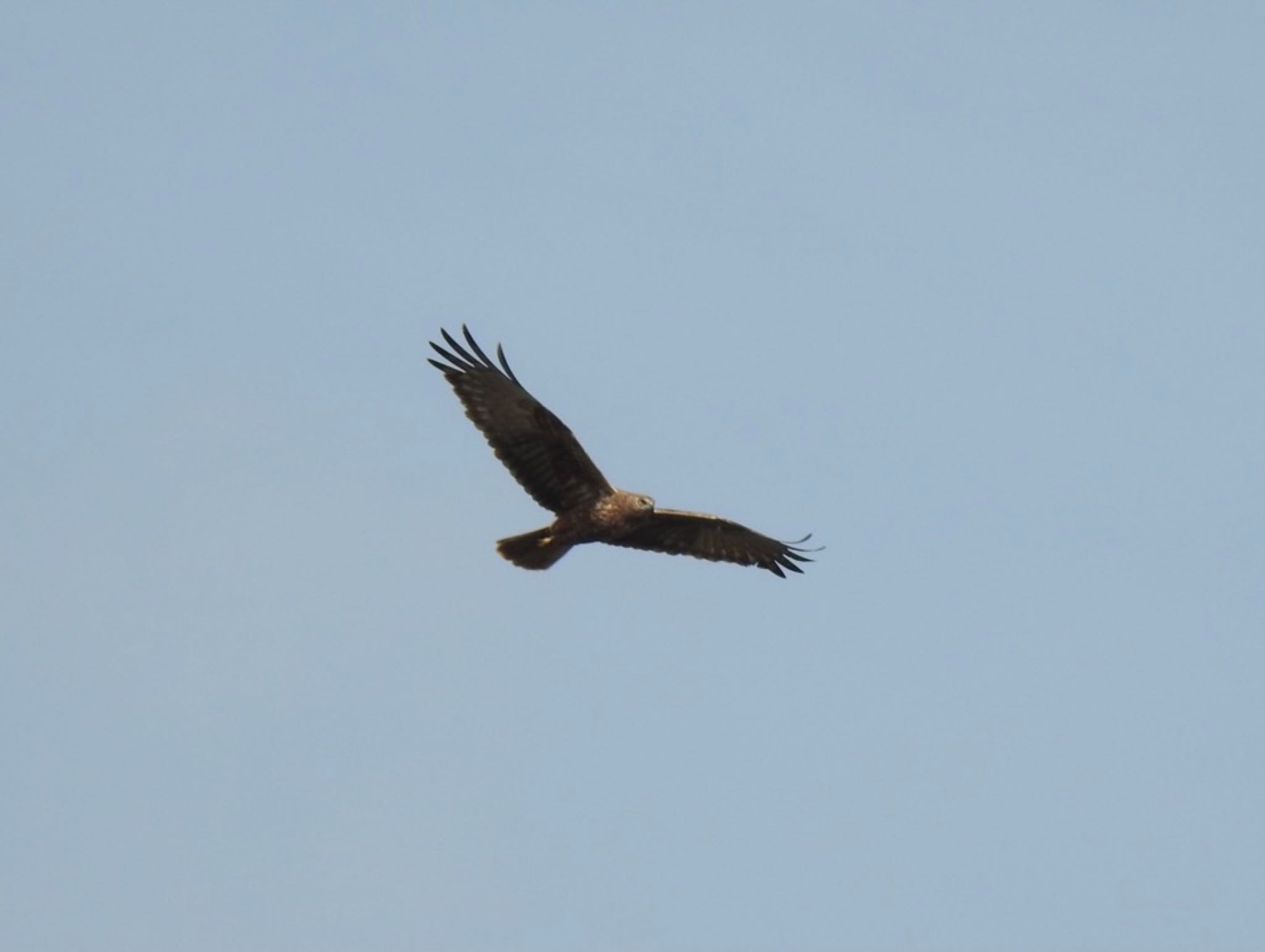 Eastern Marsh Harrier