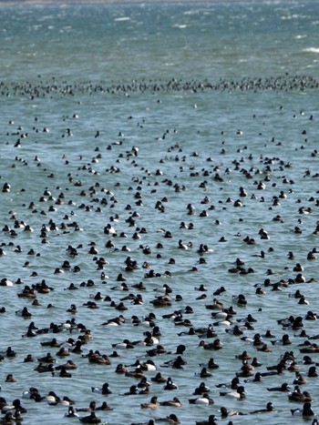 Greater Scaup 雲出川河口 Sat, 3/6/2021