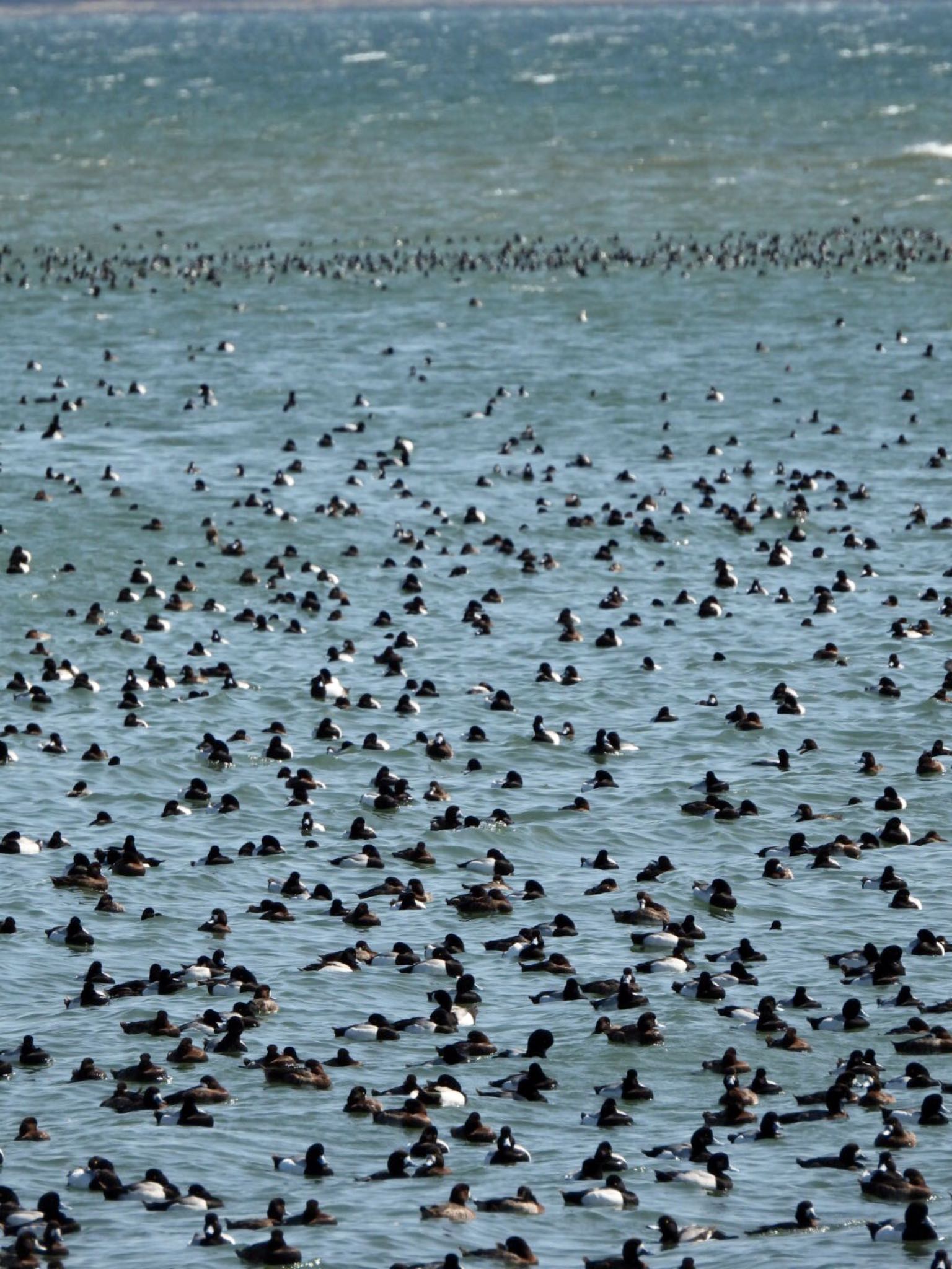 Greater Scaup