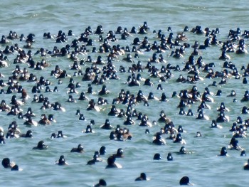 Greater Scaup 雲出川河口 Sat, 3/6/2021