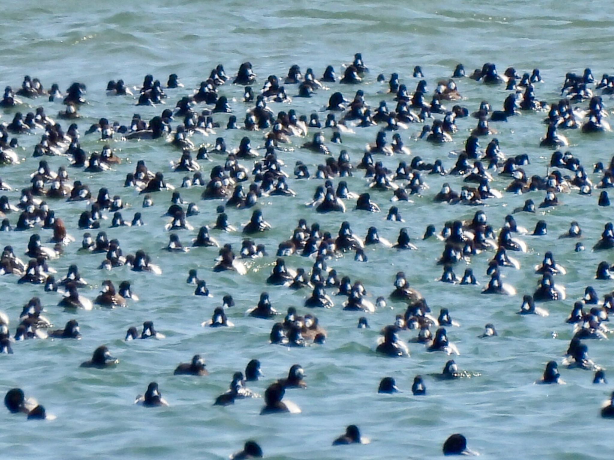 Greater Scaup