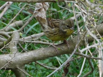 2021年3月7日(日) 大町公園(市川市)の野鳥観察記録