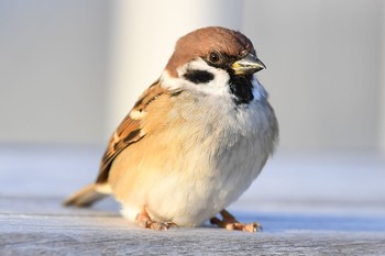 Eurasian Tree Sparrow 江ノ島 Mon, 11/7/2016