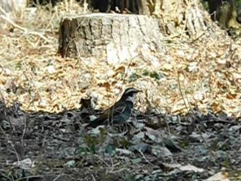 ツグミ 井頭公園 2021年3月7日(日)