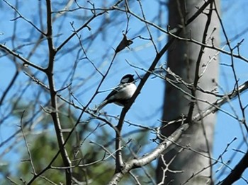 シジュウカラ 井頭公園 2021年3月7日(日)