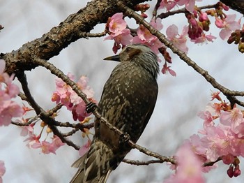 ヒヨドリ 宇都宮城址公園 2021年3月6日(土)