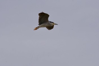 Black-crowned Night Heron 阪南市 Sun, 3/7/2021