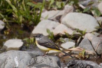 Grey Wagtail 阪南市 Sun, 3/7/2021