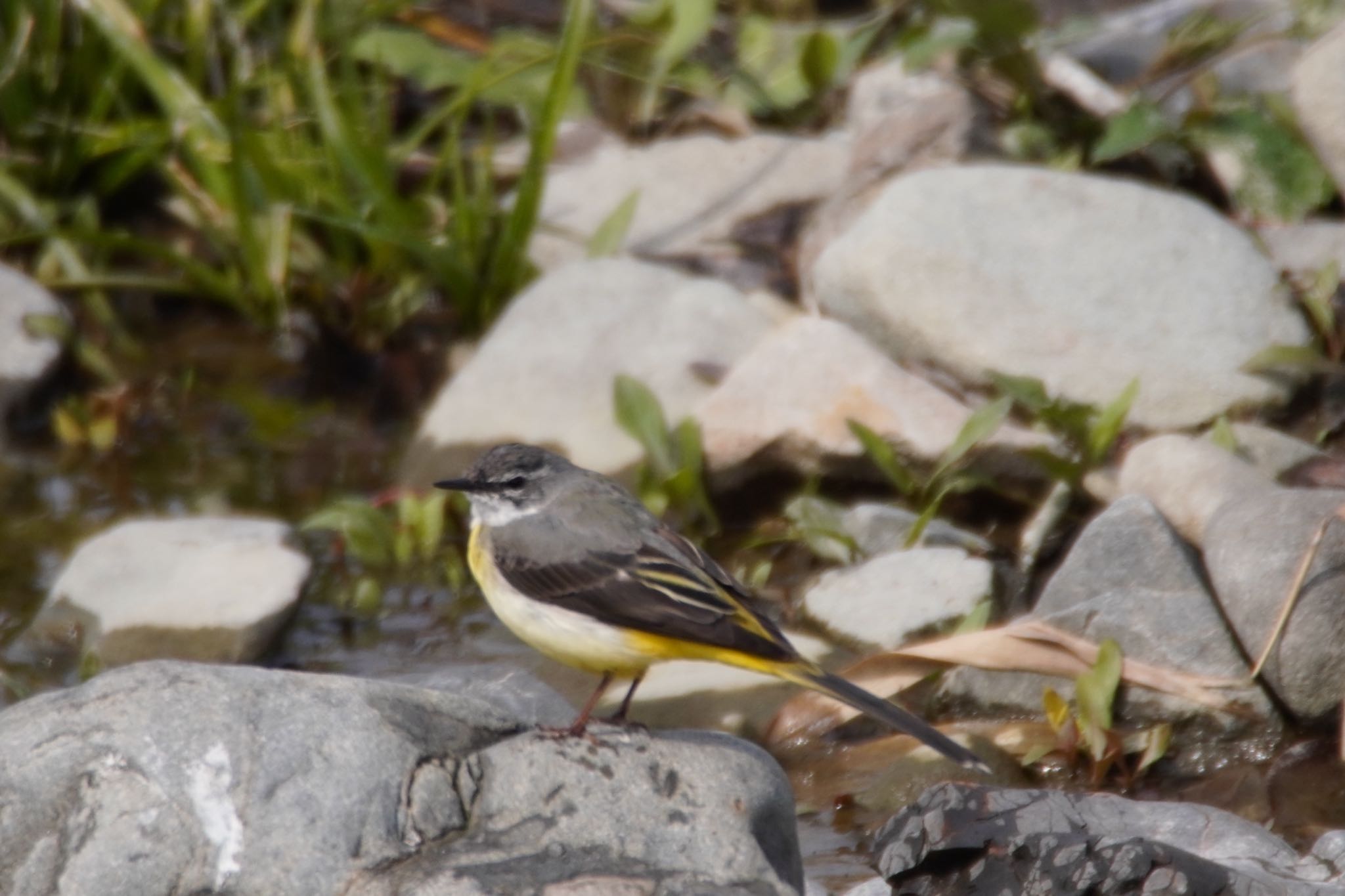 Photo of Grey Wagtail at 阪南市 by 杏仁豆腐