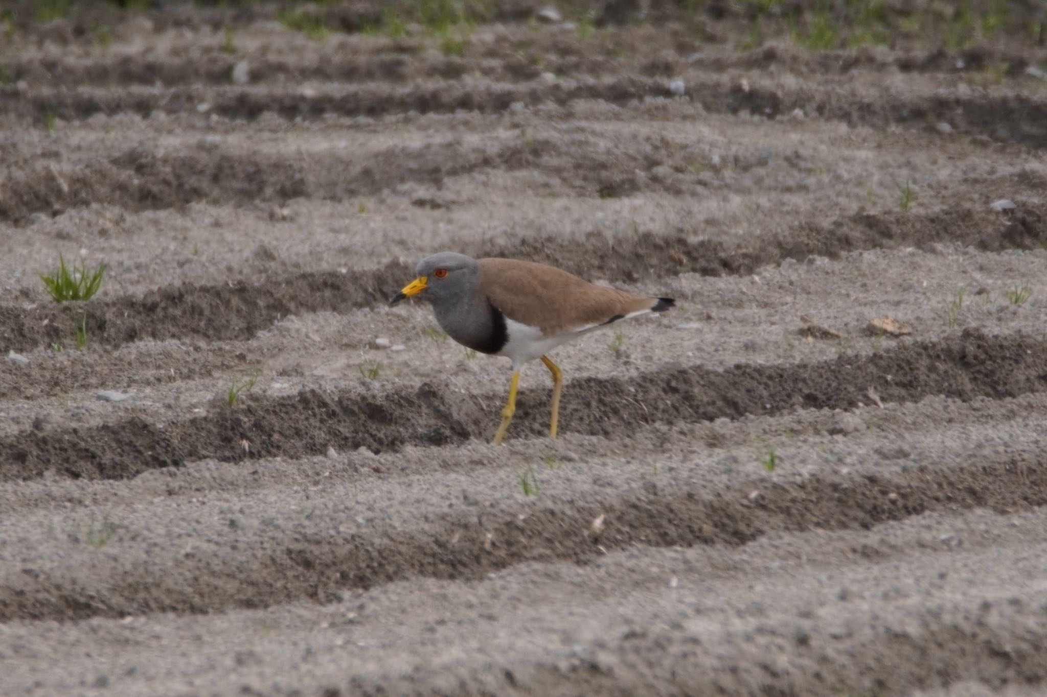 Photo of Grey-headed Lapwing at 阪南市 by 杏仁豆腐