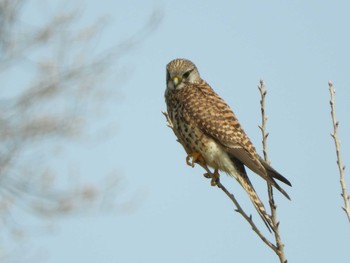 2021年3月7日(日) 平城宮跡の野鳥観察記録