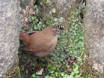 ミソサザイ 岡山後楽園 2021年3月8日(月)