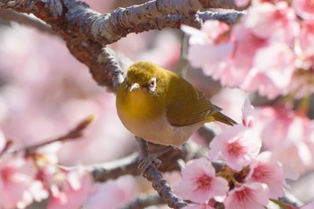 Warbling White-eye Machida Yakushiike Park Mon, 3/18/2019