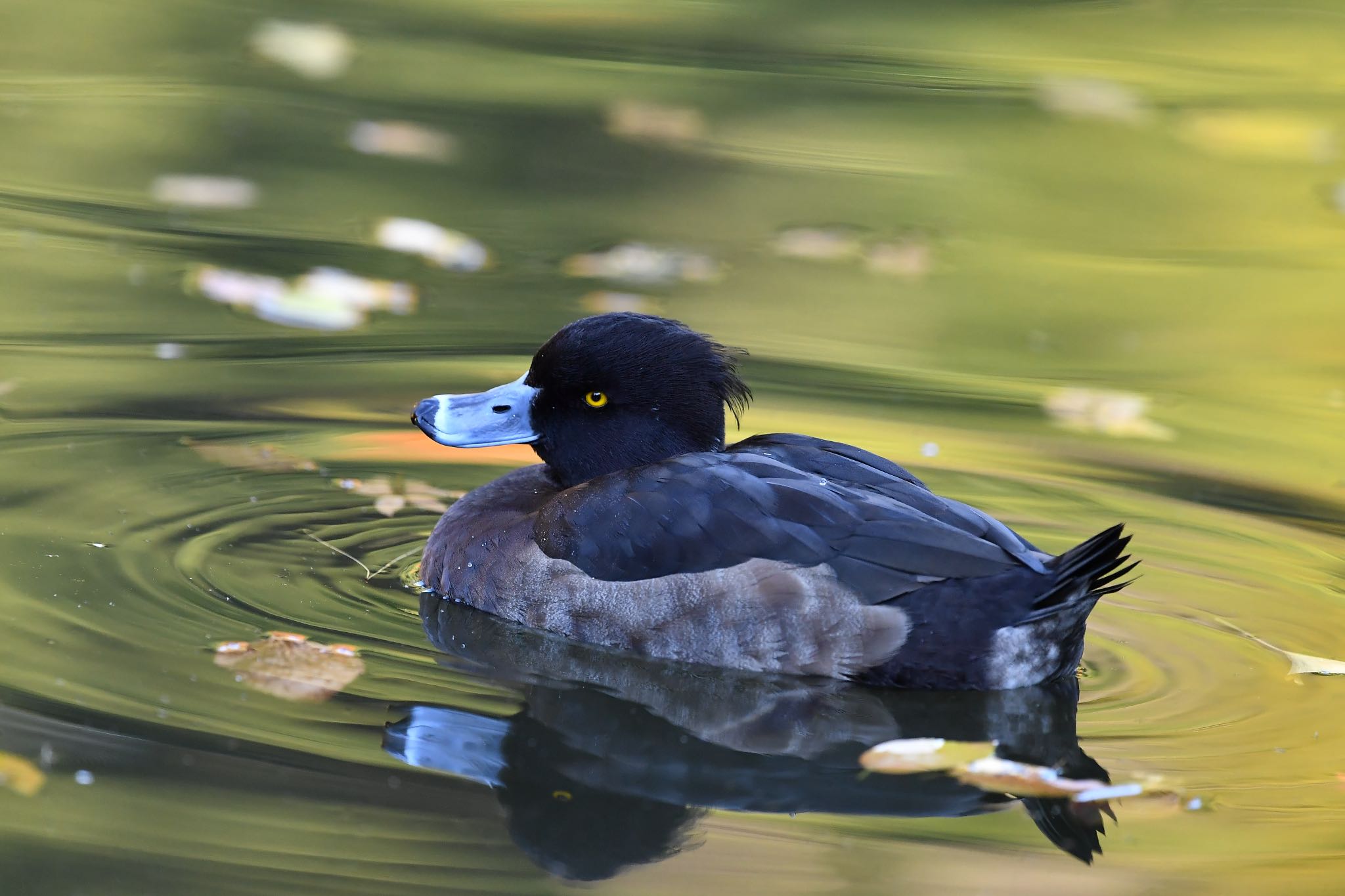 Photo of Tufted Duck at Shinjuku Gyoen National Garden by ぺんぺん草