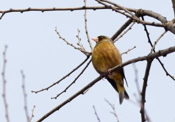 カワラヒワ 秋ヶ瀬公園 2021年3月1日(月)