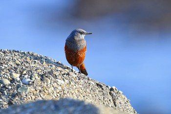 イソヒヨドリ 江ノ島 2016年11月7日(月)