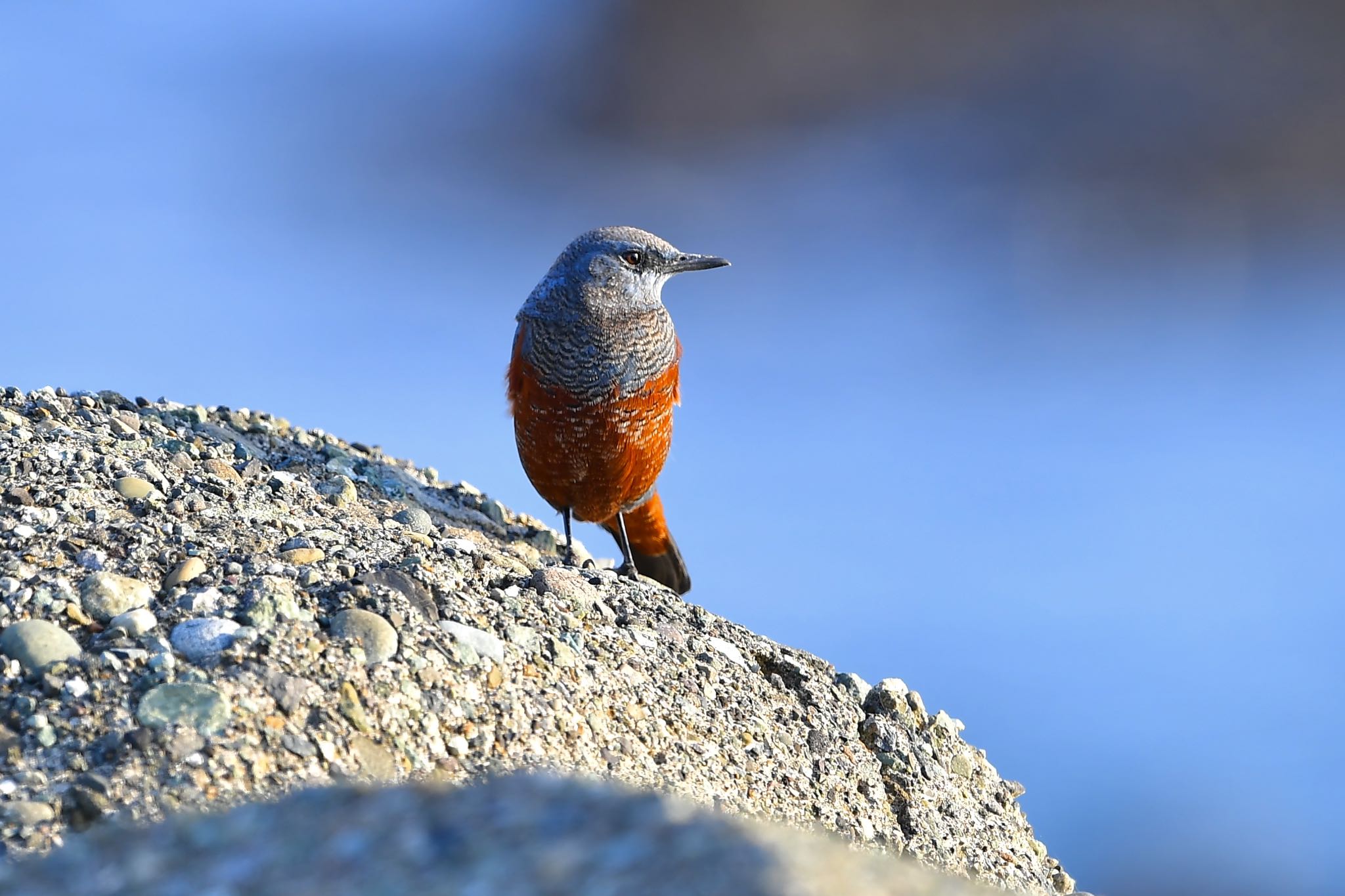 Photo of Blue Rock Thrush at 江ノ島 by ぺんぺん草