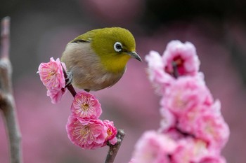 Warbling White-eye Osaka castle park Mon, 3/8/2021