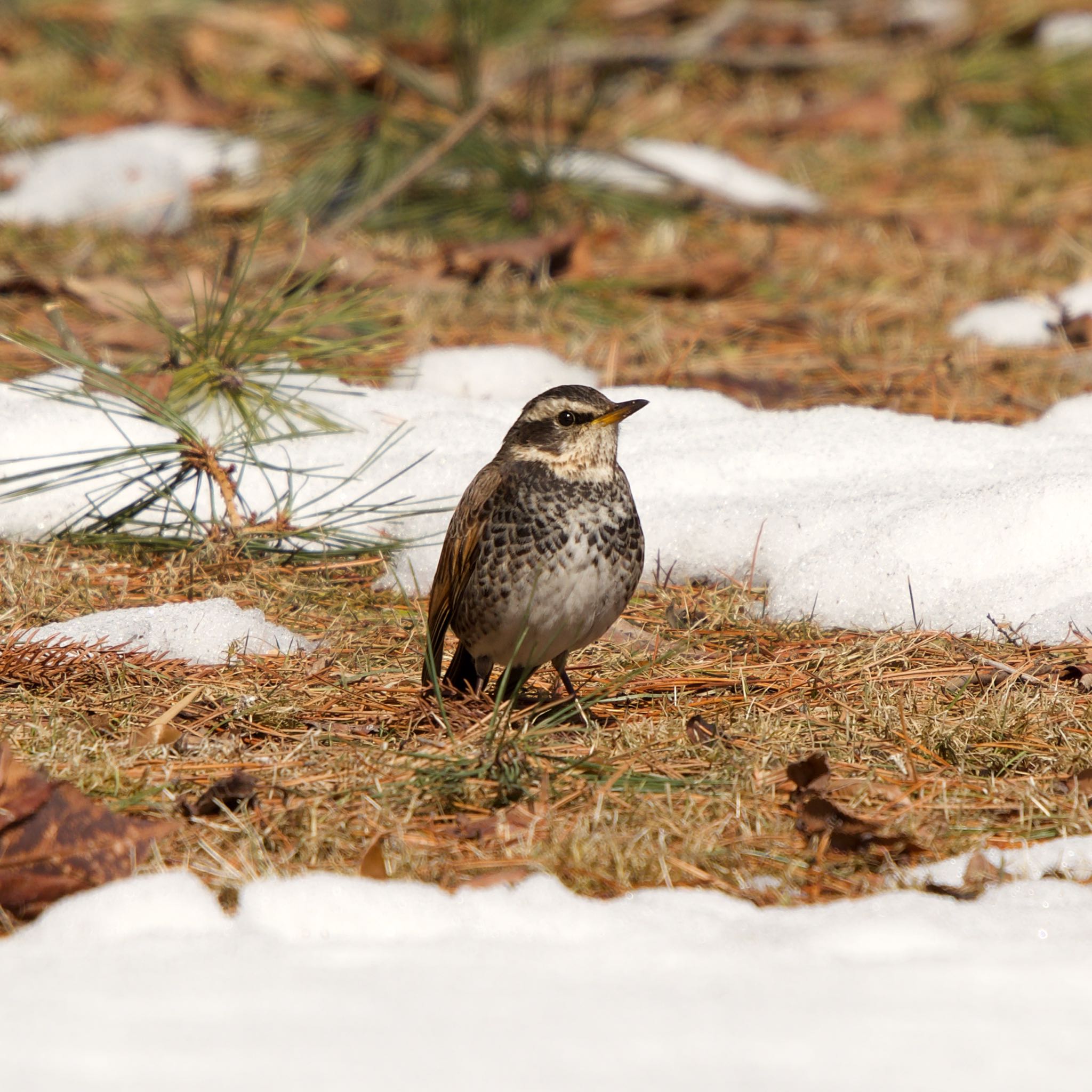 Dusky Thrush