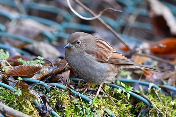 カヤクグリ 早戸川林道 2017年1月2日(月)