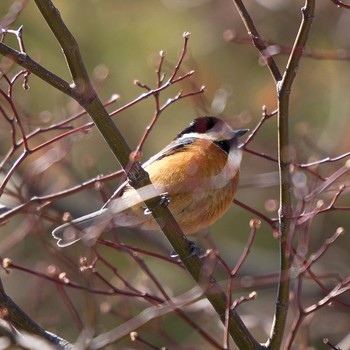 Varied Tit 伊達市 Mon, 3/8/2021