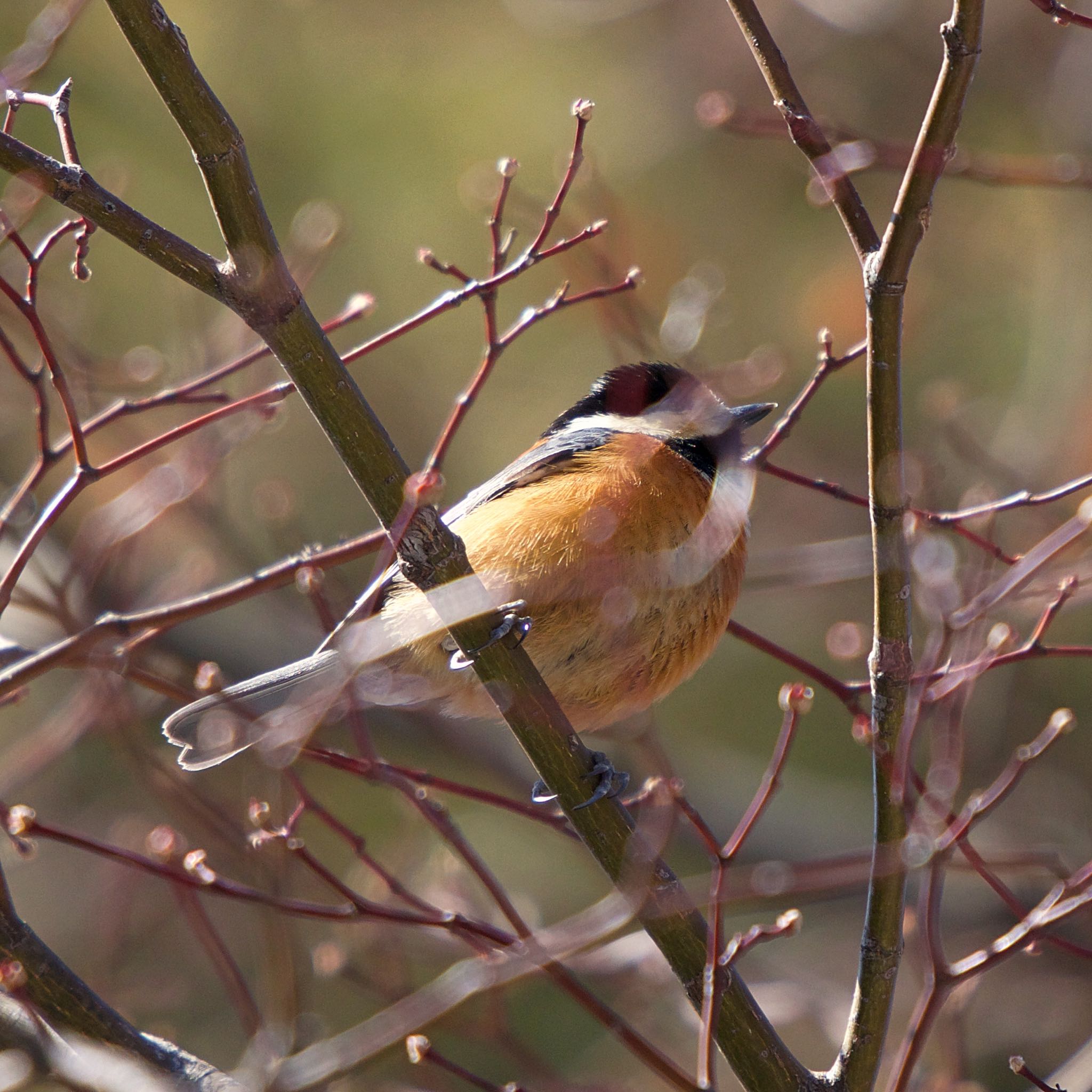 Varied Tit