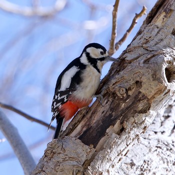 Great Spotted Woodpecker(japonicus) 伊達市 Mon, 3/8/2021