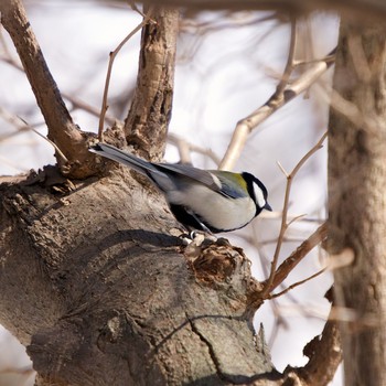 Japanese Tit 伊達市 Mon, 3/8/2021