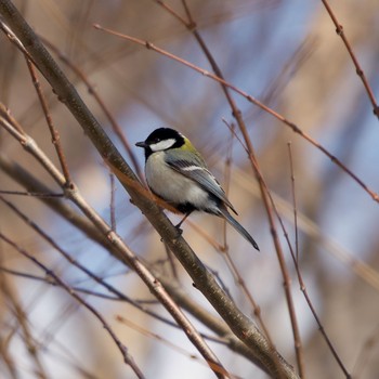 Japanese Tit 伊達市 Mon, 3/8/2021