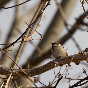 Eurasian Tree Sparrow 伊達市 Mon, 3/8/2021