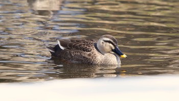 Eastern Spot-billed Duck 伊達市 Mon, 3/8/2021