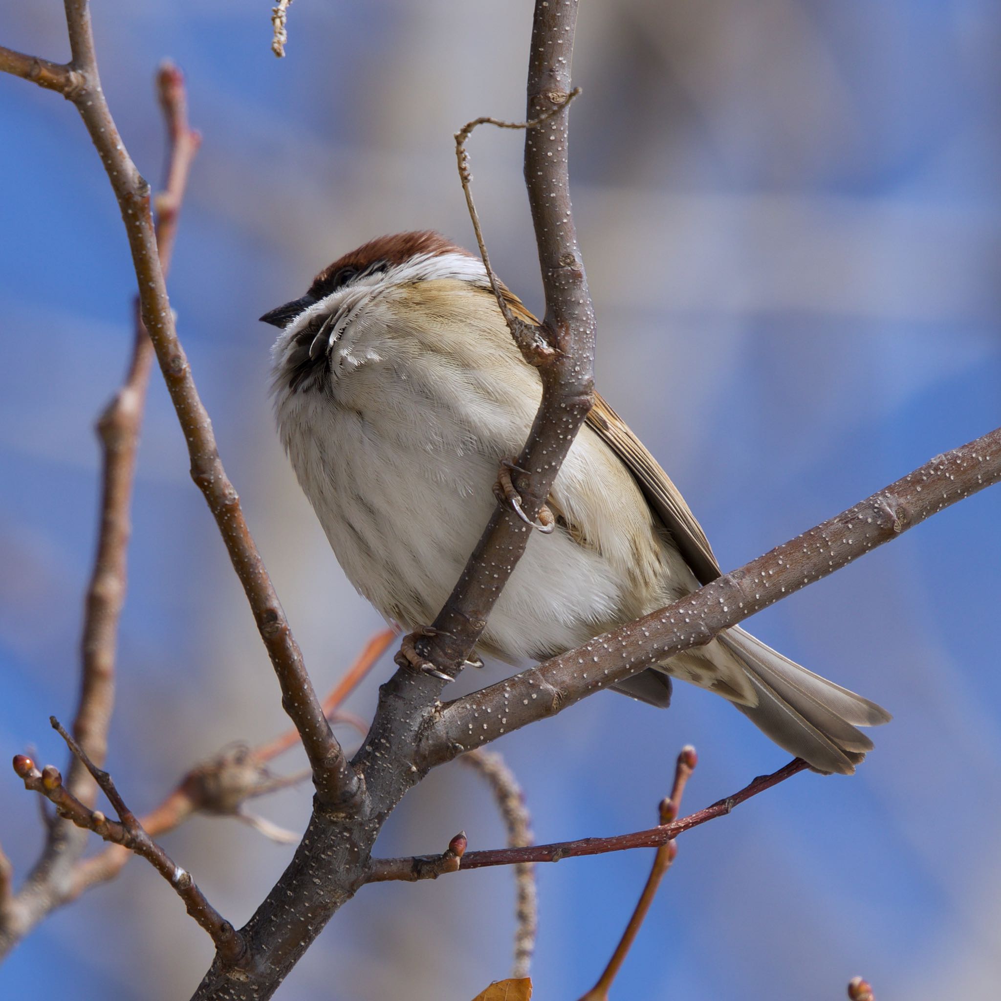 Eurasian Tree Sparrow