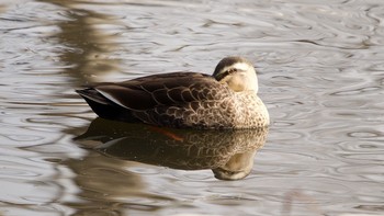 Eastern Spot-billed Duck 伊達市 Mon, 3/8/2021