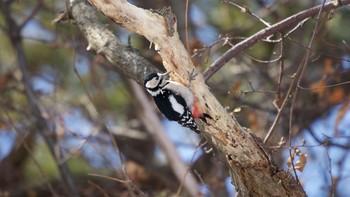 Great Spotted Woodpecker(japonicus) 伊達市 Mon, 3/8/2021