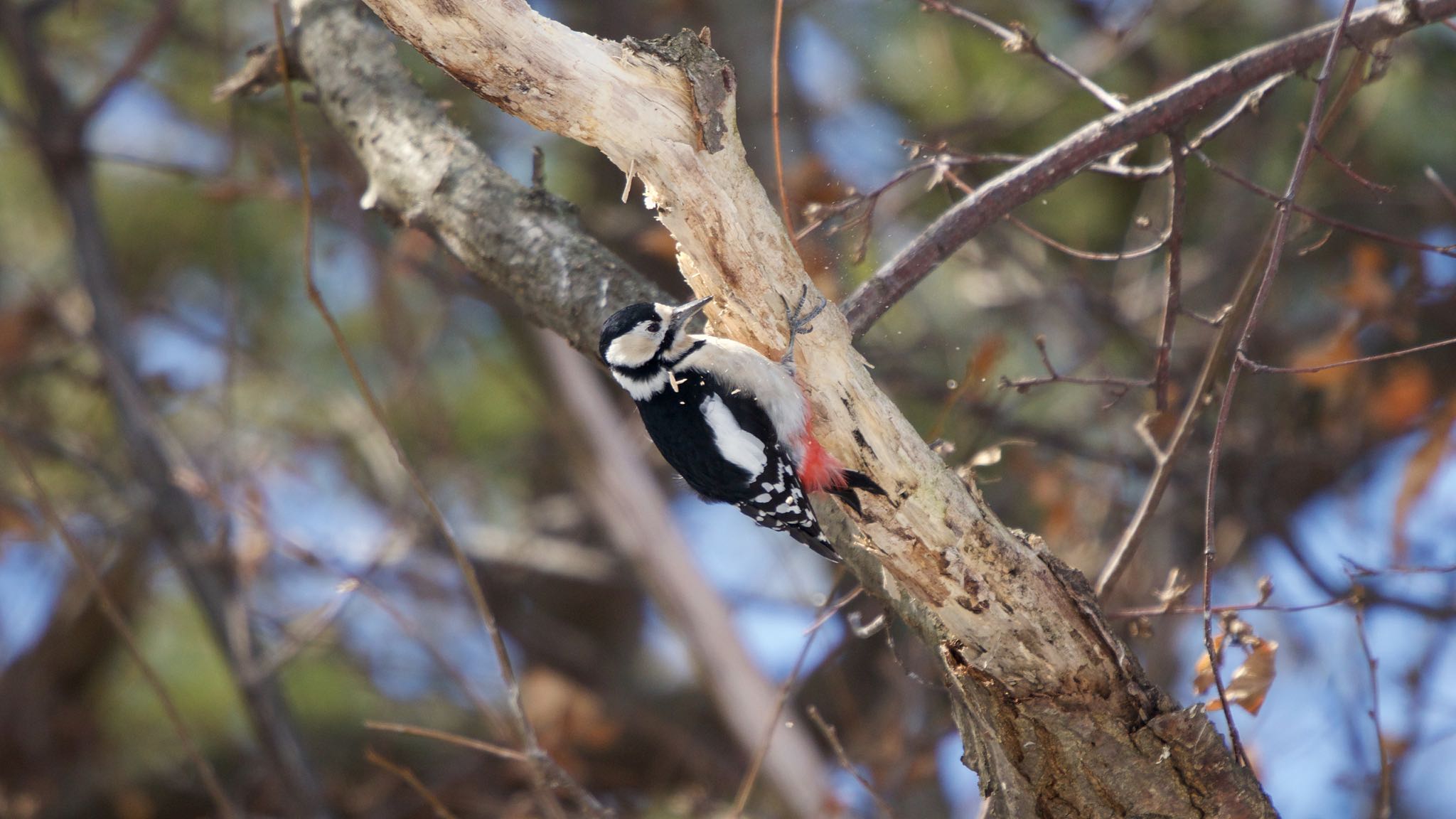 Great Spotted Woodpecker(japonicus)